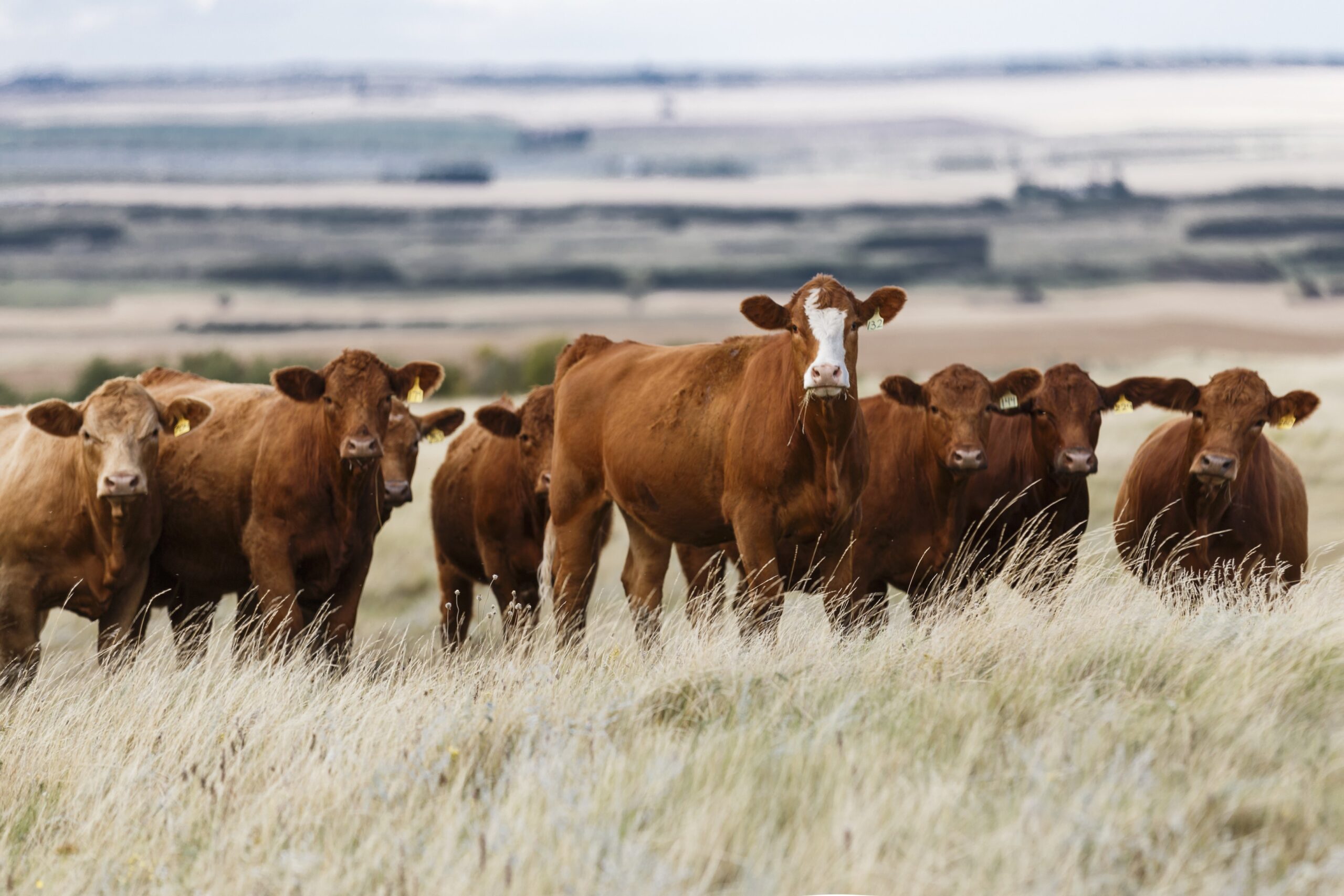 Blaming parasites for itchy cattle only scratches surface, study finds.